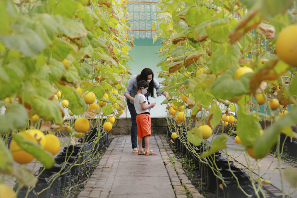  MELON GARDEN, A WOMAN AND BOY VISITING A GREENHOUSE INSPECTING THE CROP. Pramod Kanakath / Climate Visuals Countdown