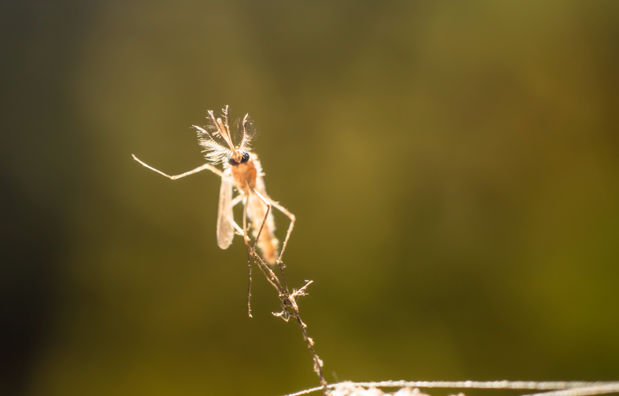 The rising problem of mosquito borne diseases